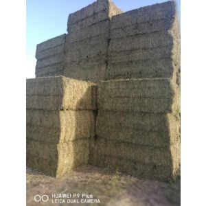 Hay bales for export